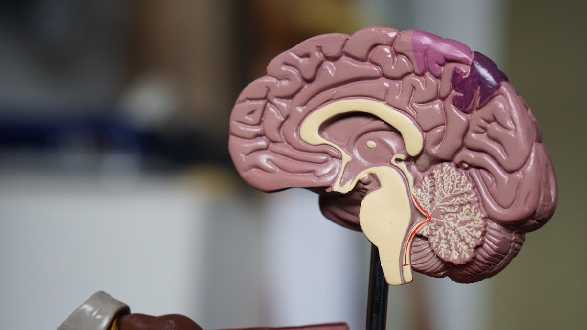 Brain reward circuit illustration